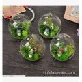 Bình thủy tinh trong suốt Treo thủy tinh Terrarium